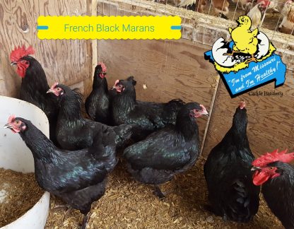 French Black Marans Chickens