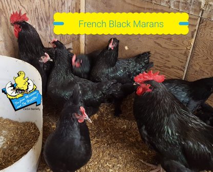 French Black Marans Chickens