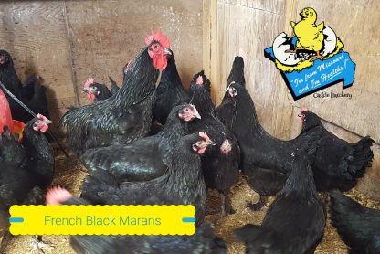 French Black Marans Chickens