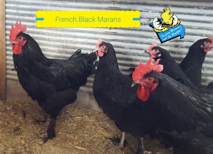 French Black Marans Chickens