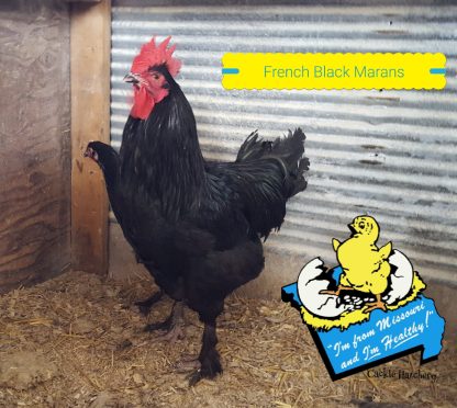 French Black Marans Chickens