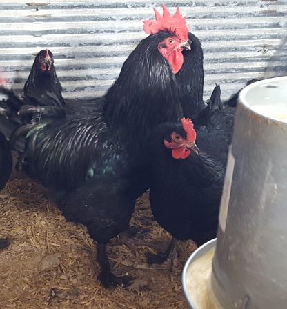 French Black Marans Chickens