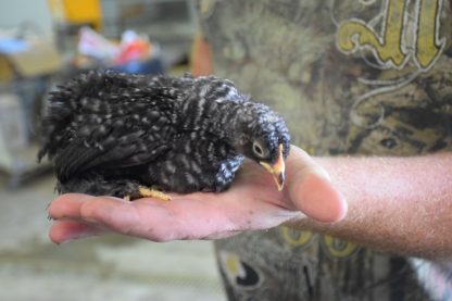 French Cuckoo Marans Chicks