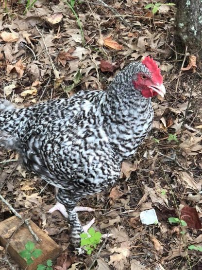 French Cuckoo Marans Chicken