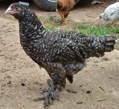 French Cuckoo Marans Chicken