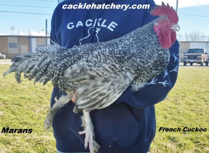 French Cuckoo Marans Chicken