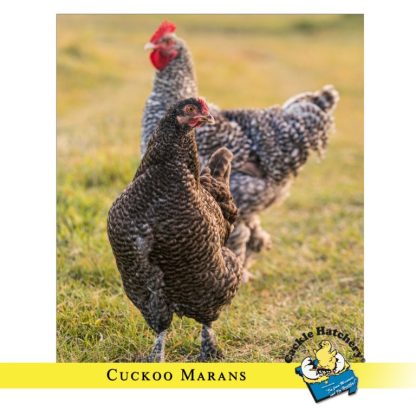 French Cuckoo Marans Chickens