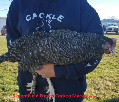 French Cuckoo Marans Chicken