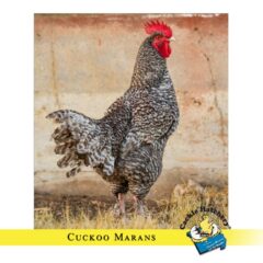 French Cuckoo Marans Chicken