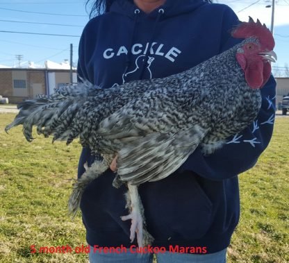 French Cuckoo Marans Chicken