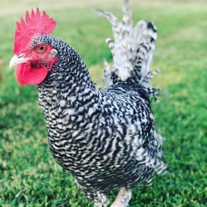 French Cuckoo Marans Chicken