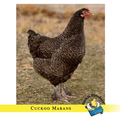 French Cuckoo Marans Chicken