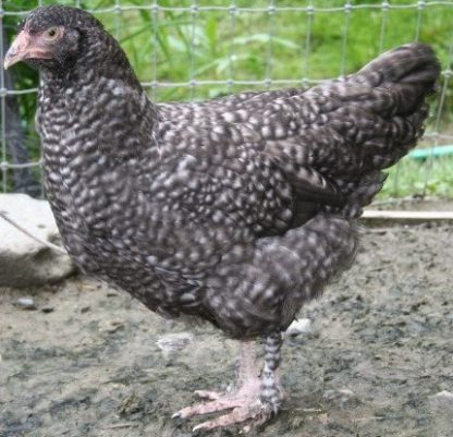 Baby French Cuckoo Marans | Cackle Hatchery®
