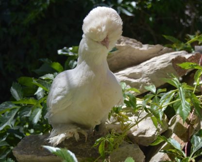 White Sultan Chicken Hen