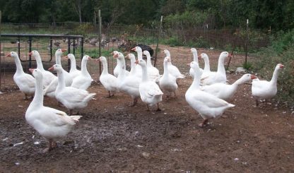 Group of White Embden Geese
