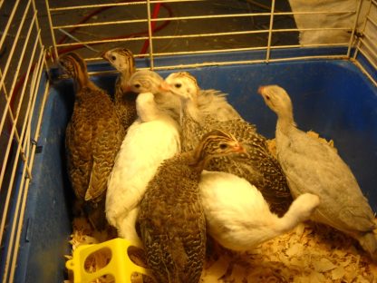 Hatchery Choice Guineas