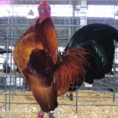 Ginger Red Old English Game Bantam Chicken Rooster