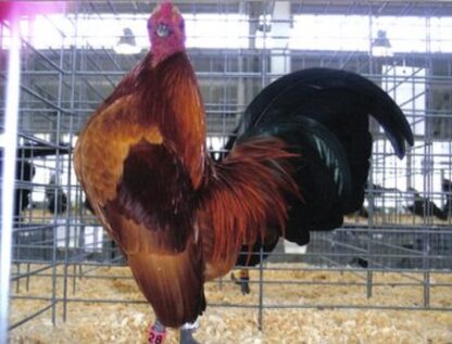 Ginger Red Old English Game Bantam Chicken Rooster