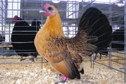 Ginger Red Old English Game Bantam Hen