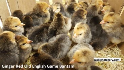 Ginger Red Old English Game Bantam