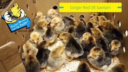 Ginger Red Old English Game Bantam Chicks
