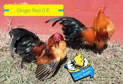 Ginger Red Old English Game Bantams