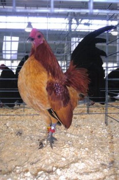 Ginger Red Old English Game Bantam