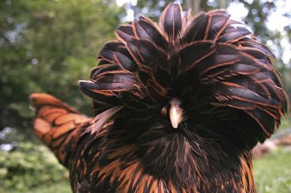 Golden Laced Polish Hen