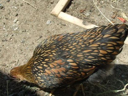 Black Laced Golden Wyandotte Chicken