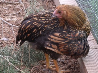 Black Laced Golden Wyandotte Chicken