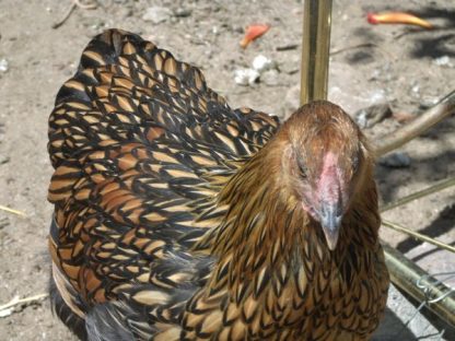 Black Laced Golden Wyandotte Chicken