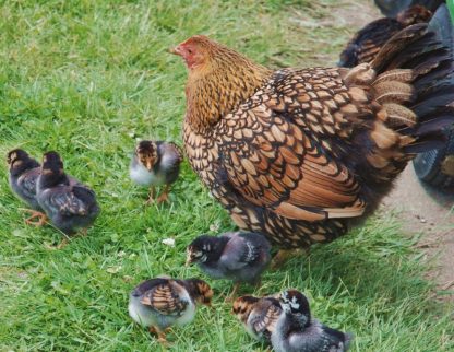 Black Laced Golden Wyandotte Chicken and Chicks for Sale