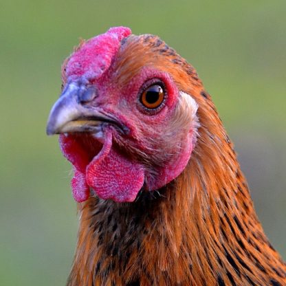 Black Laced Golden Wyandotte Chicken Headshot