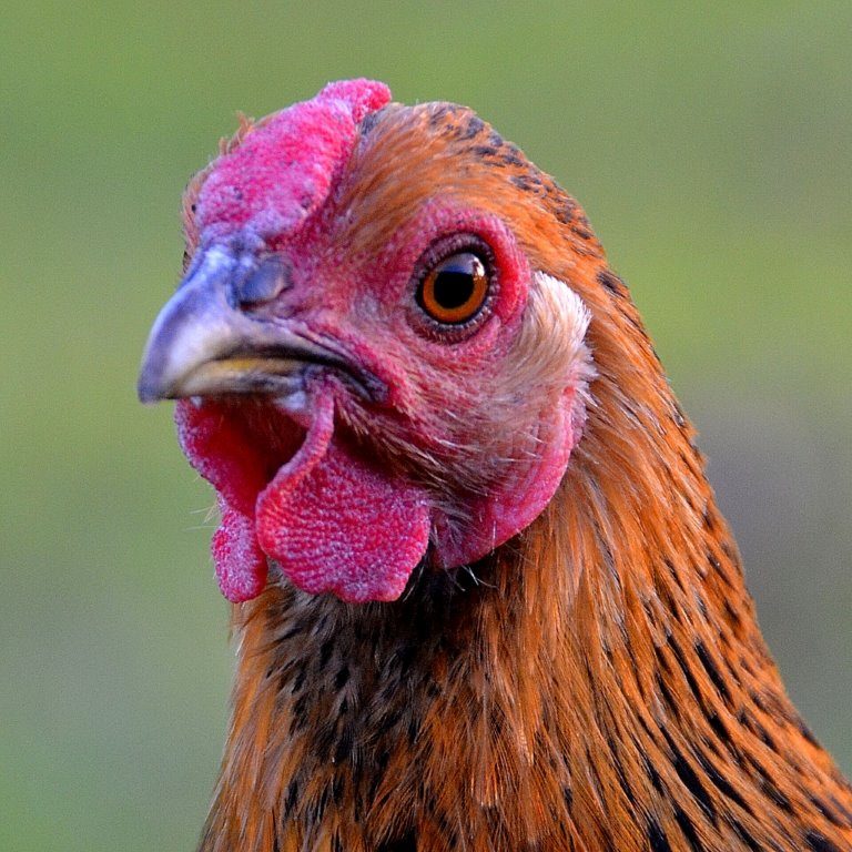 Black Laced Golden Wyandotte Chicken Headshot