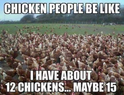 Golden Comet Chicken Meme