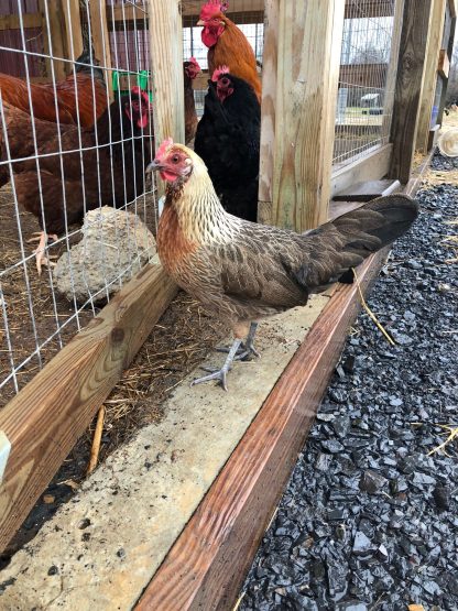 Golden Duckwing Phoenix Bantams