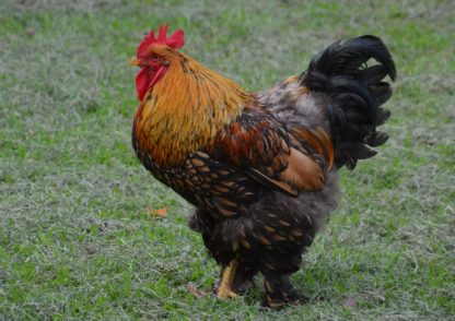 Golden Laced Cochin Chicken