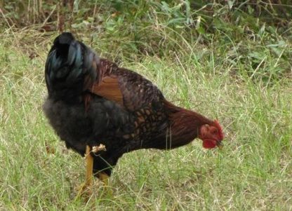 Black Laced Golden Wyandotte Chicken