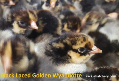 Black Laced Golden Wyandotte Chicks
