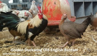 Golden Duckwing Old English Bantam Chickens