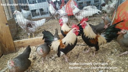 Golden Duckwing Old English Bantam Chickens