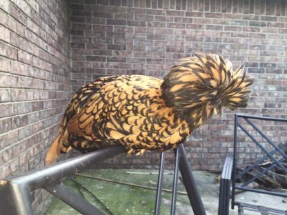 Golden Laced Polish Chicken