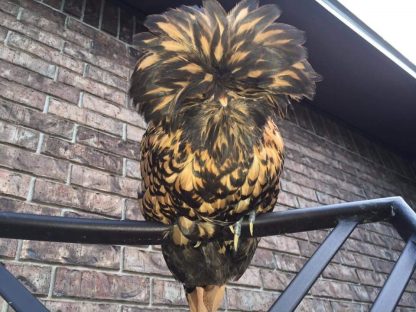 Golden Laced Polish Chicken