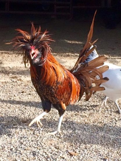 Golden Laced Polish Chicken Rooster