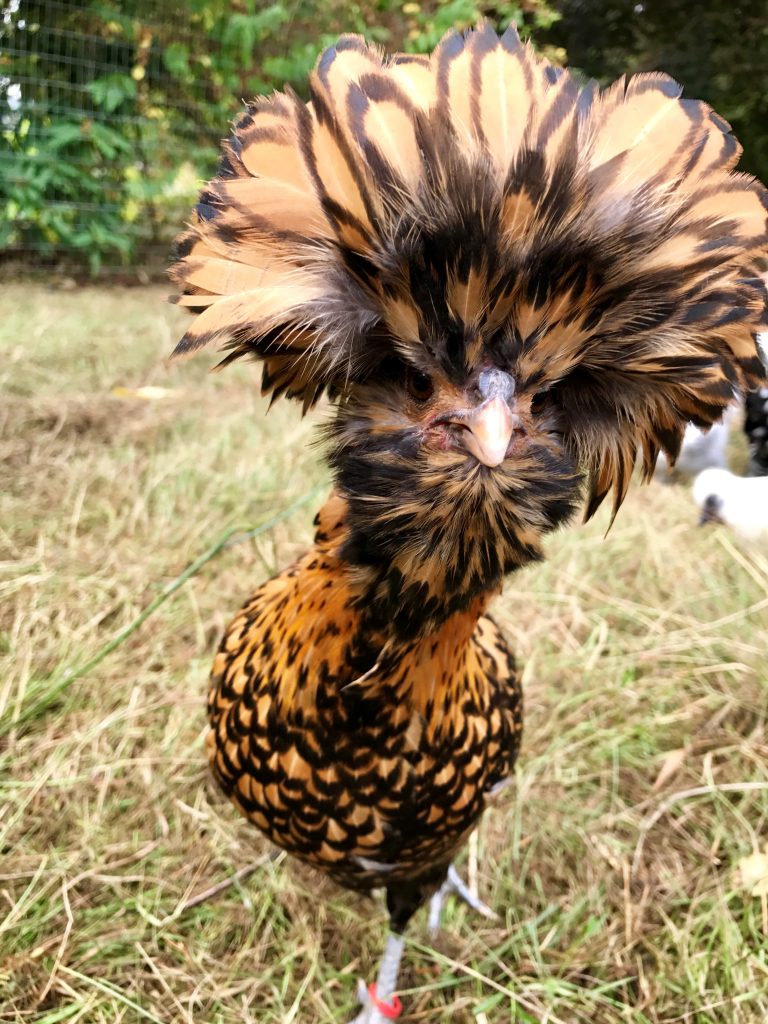 Golden Laced Polish Chicks For Sale White Egg Layers Cackle Hatchery®