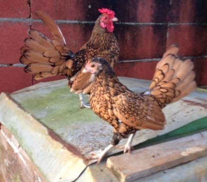 Golden Sebright Bantams