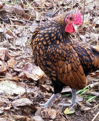 Golden Sebright Bantam