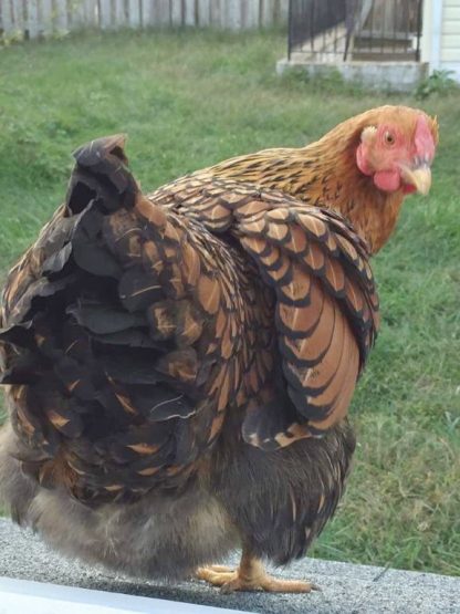 Black Laced Golden Wyandotte Chicken