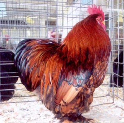 Golden Laced Cochin Bantams