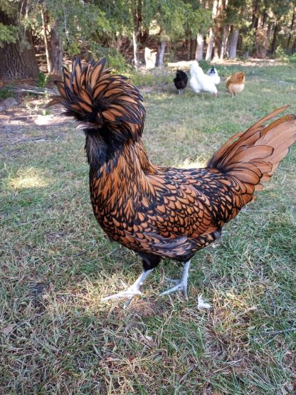 golden Laced Polish